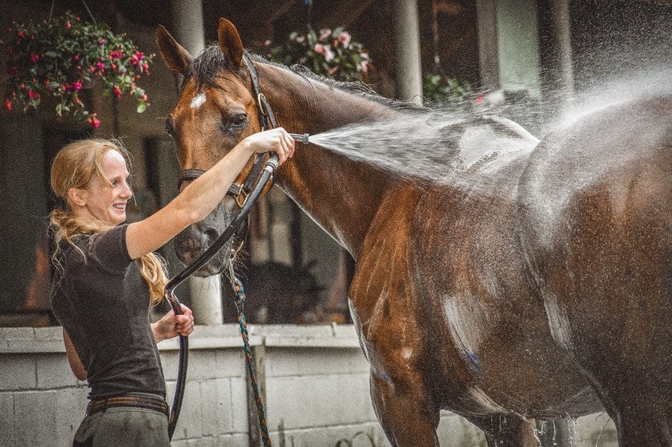 horse wash